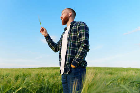 Portrait of a bearded farmer who is looking at an ear of wheat against a blue sky. The future harvest for the food industryの写真素材