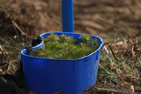 Planting spruce seedlings in good weather in the forestの写真素材