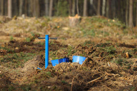 Planting spruce seedlings in good weather in the forestの写真素材
