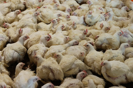 Chickens grow on the farm. Broiler Chicken Factory. Selective focus in the center of the photo