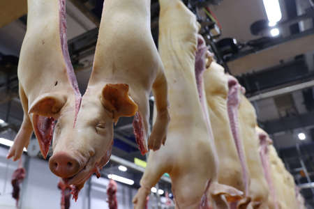 Food, meat production - pig carcass cutting line.の写真素材