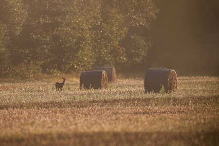 A small roe deer stands in a field in the early summer morning. wild life without humansの写真素材
