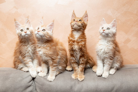 Four red Maine Coon kittens in the apartment. Kittens are sitting on the couchの写真素材