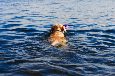 A Labrador dog swims in the water for a toy. Summer fun in petsの写真素材