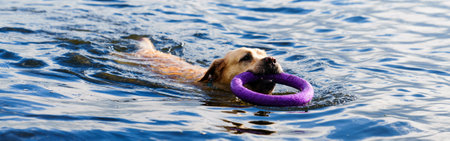 Banner. The dog is swimming in the water. Labrador in the lake in summer. playing with petsの写真素材