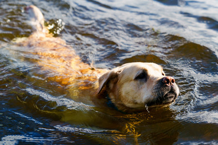 A dog swimming in the lake. Labrador in the water. summer outdoor recreationの写真素材