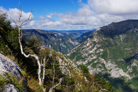 Mountain peaks covered with green forests on a sunny summer day.の写真素材