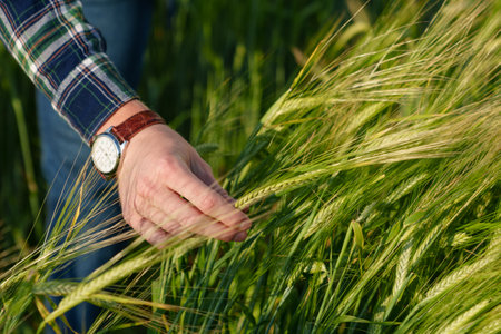 Close-up of a farmer's hand touching wheat ears in the field. Agronomist during the inspection of...
