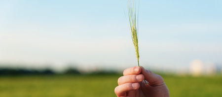 Close-up of a farmer's hand holding an ear of wheat on a green field backgroundの写真素材