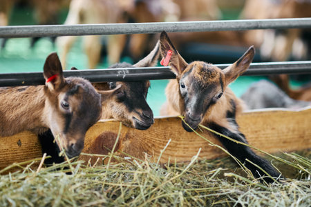 A group of goats are actively eating hay in a pen, surrounded by wooden fencing. The goats are various colors and sizes, enjoying their meal together.の写真素材