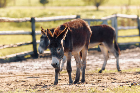 Donkeys grazing peacefully in a sunlit pasture near wooden fence during a warm afternoon in rural countrysideの写真素材