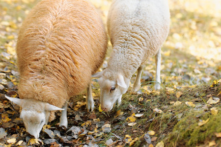 Two sheep grazing on fallen leaves in a tranquil autumn setting near a woodland areaの写真素材