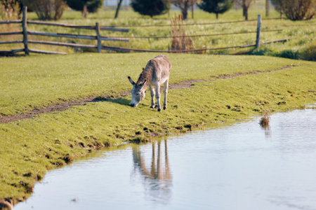 A donkey grazing peacefully by a tranquil pond in a green pasture during a sunny afternoonの写真素材