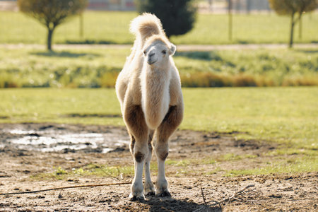 A camel stands in a grassy field, looking towards the cameraの写真素材