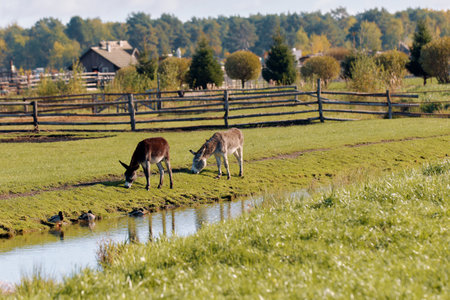 Two donkeys are enjoying their time grazing near a calm stream surrounded by lush grass and trees, with rural houses visible in the backgroundの写真素材