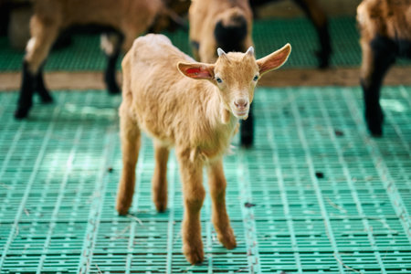 A curious young goat with a light brown coat stands alone on a green plastic grate, with other goats in the background.の写真素材