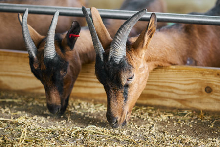 A pair of goats standing inside a fenced pen, looking around curiously.の写真素材