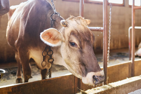 A gentle brown cow stands secured by a chain in a warmly lit barn stall, attentively looking to the side.の写真素材