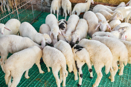 A group of sheep, some with black markings, stands together on a gratified floor at a livestock farm.の写真素材