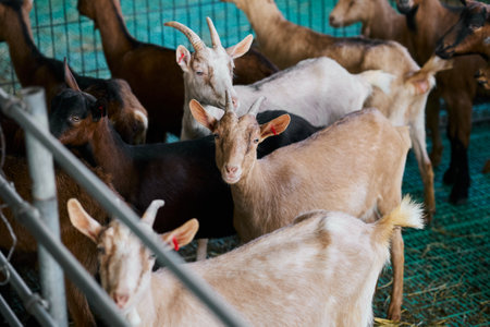 A group of goats with diverse coat colors gather inside a pen, some looking curiously towards the...