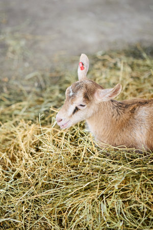 A young goat lying on top of a mound of hay, basking in the warmth and comfort of its surroundings.の写真素材