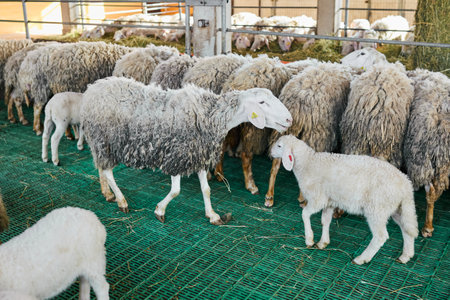 A group of sheep and their lambs gather inside a farm enclosure, standing on green mesh flooring.の写真素材