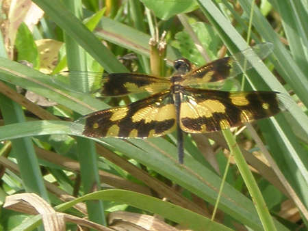 Dragonfly
