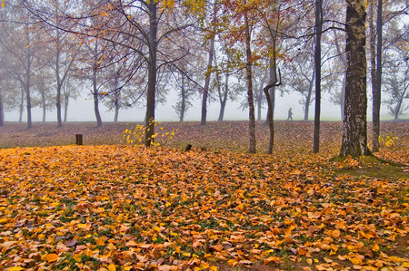 Fall in the parkの写真素材