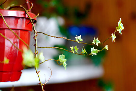 Flower victoryの写真素材