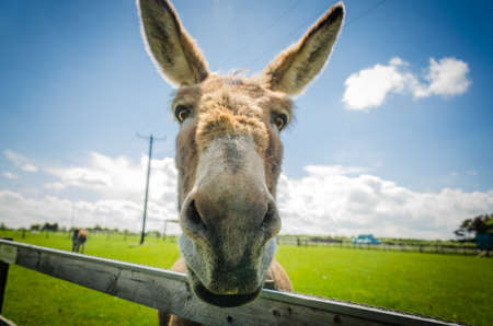Friendly donkey at farm visitor centre england ukの写真素材