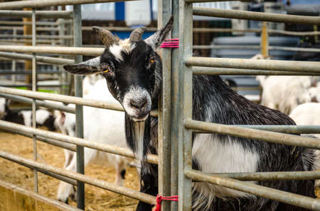 Farm goat with head through pen railsの写真素材
