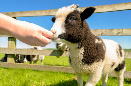 Feeding the goat kid at farm visitor centreの写真素材