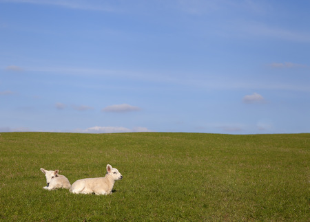 Simple countryside background with two lambs enjoying the sun の写真素材
