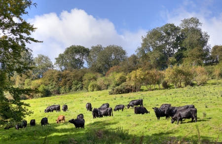 Black cows grazing near the Cotswold village of Compton Scorpion, Gloucestershire, England の写真素材