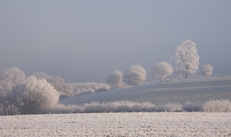 Hoar frost on trees, Cotswolds, Gloucestershire, England.の写真素材