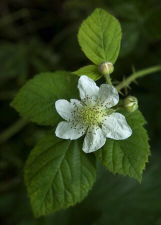 Close-up view of blackberry flower, Worcestershire, England.の写真素材