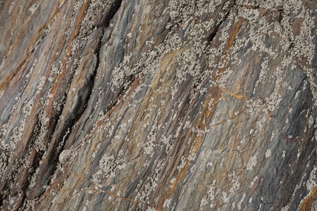 Barnacles on colourful rock