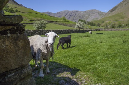 Sheep at Wasdale Head, Wast Water, Lake District, Cumbria, England