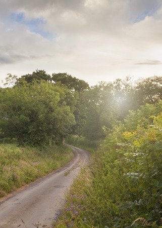 A Cotswold lane at sunset with Oak and Ash trees, Gloucesterhire, England.の写真素材