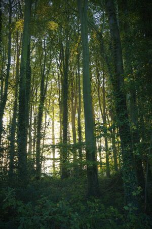 Deciduous woodland, Gloucestershire, Englandの写真素材