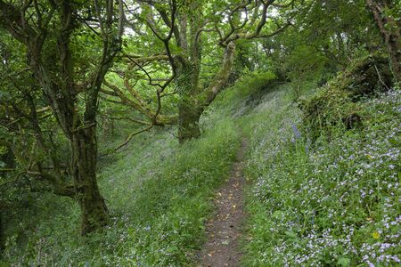 Wild flowers growing in Tor Wood near Salcombe, Devon, England.
