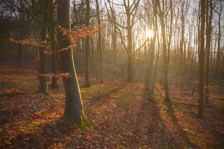 Painterly view of a beech wood, Cotswolds, Gloucestershire, Englandの写真素材