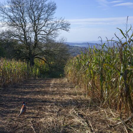Rural Cotswolds with maise and pheasant, Gloucestershire, Englandの写真素材