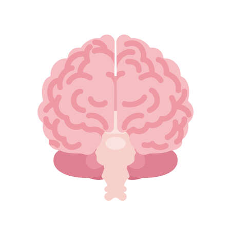 Human brain anatomical study, medical, scientific classroom model front view. Nervous system central organ of intellect, education. Vector flat style cartoon illustration isolated on white backgroundのイラスト素材