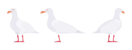 White gulls, seagulls wildlife seabirds and marine setのイラスト素材