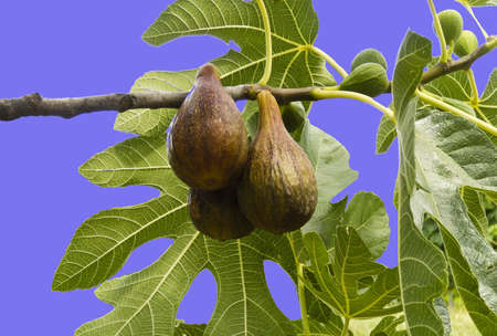 Fig tree