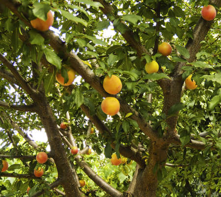 Peach tree