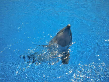 Dolphinの写真素材