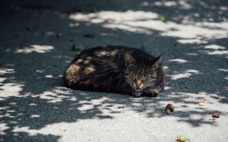 laying catの写真素材