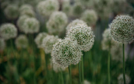 dandelionsの写真素材